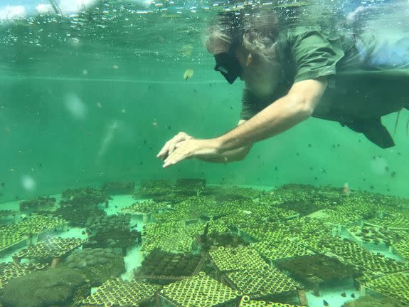 David Vaughan, executive director of Mote's Elizabeth Moore International Center for Coral Reef Research & Restoration, dives in a tank fixing coral fragments after Irma.