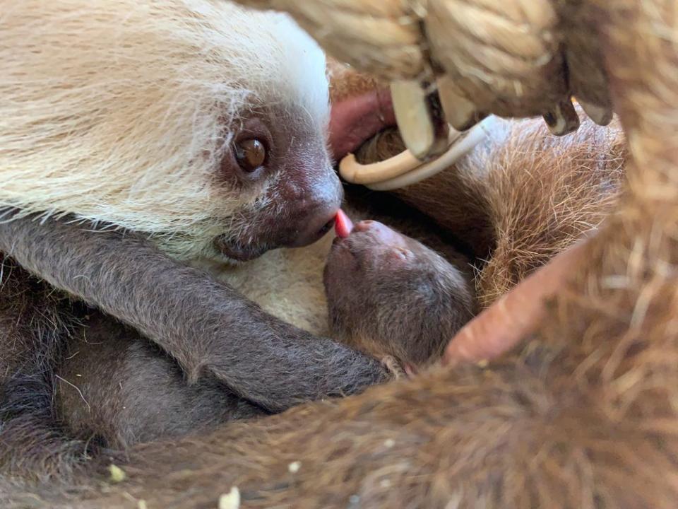 Sloth mom Chalupa and baby at Cheyenne Mountain Zoo | Cheyenne Mountain Zoo