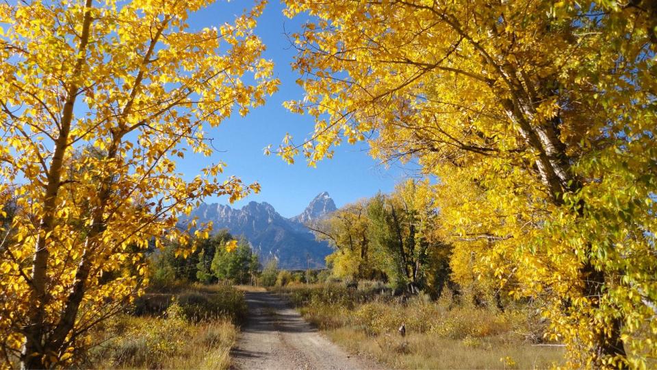 Grand Teton National Park has bright yellow aspens and migrating wildlife in fall.