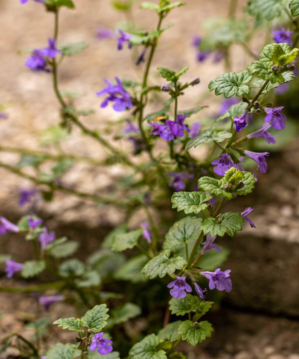 creeping Charlie growing in paving