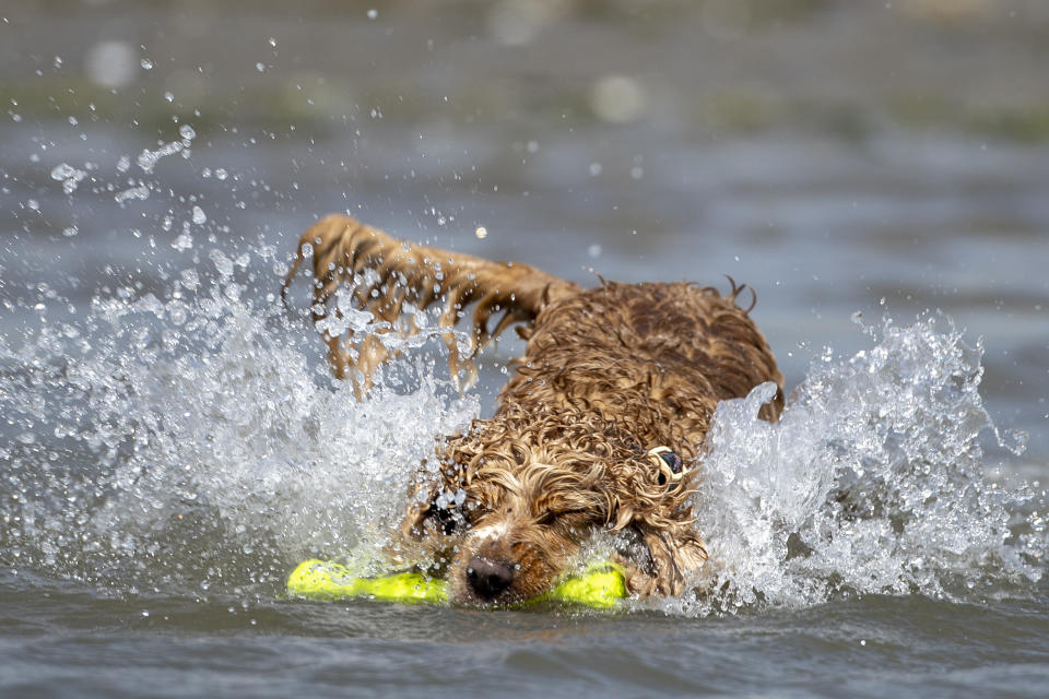 <p>Harvey, at 3 year old Cocker Spaniel, plays in the Irish Sea at Murlough Beach in Northern Ireland, as Bank Holiday Monday could be the hottest day of the year so far - with temperatures predicted to hit 25C in parts of the UK. Picture date: Monday May 31, 2021.</p>
