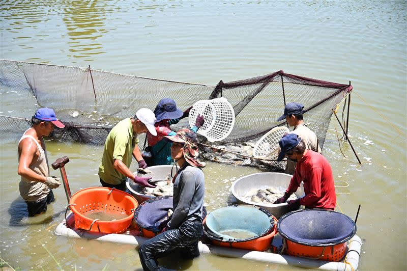 工人將從成功湖捕撈上來的魚分類。（圖／翻攝自清大粉專）