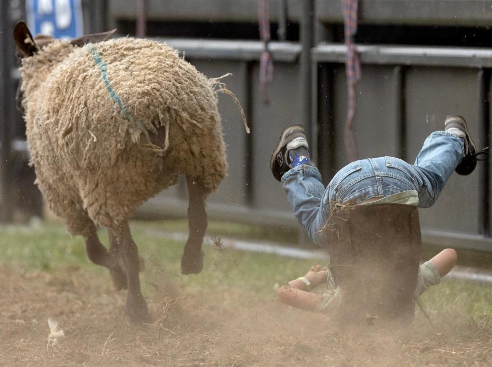 Cole Gotshall, 6, of Minerva gets tossed in the Mutton Busting event at the Minerva Chamber Rodeo,. 