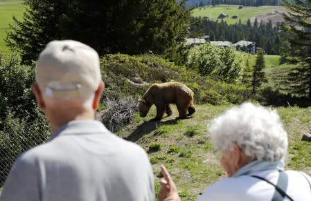 Visitors look at bear Napa at the Arosa Baerenland sanctuary in the mountain resort of Arosa