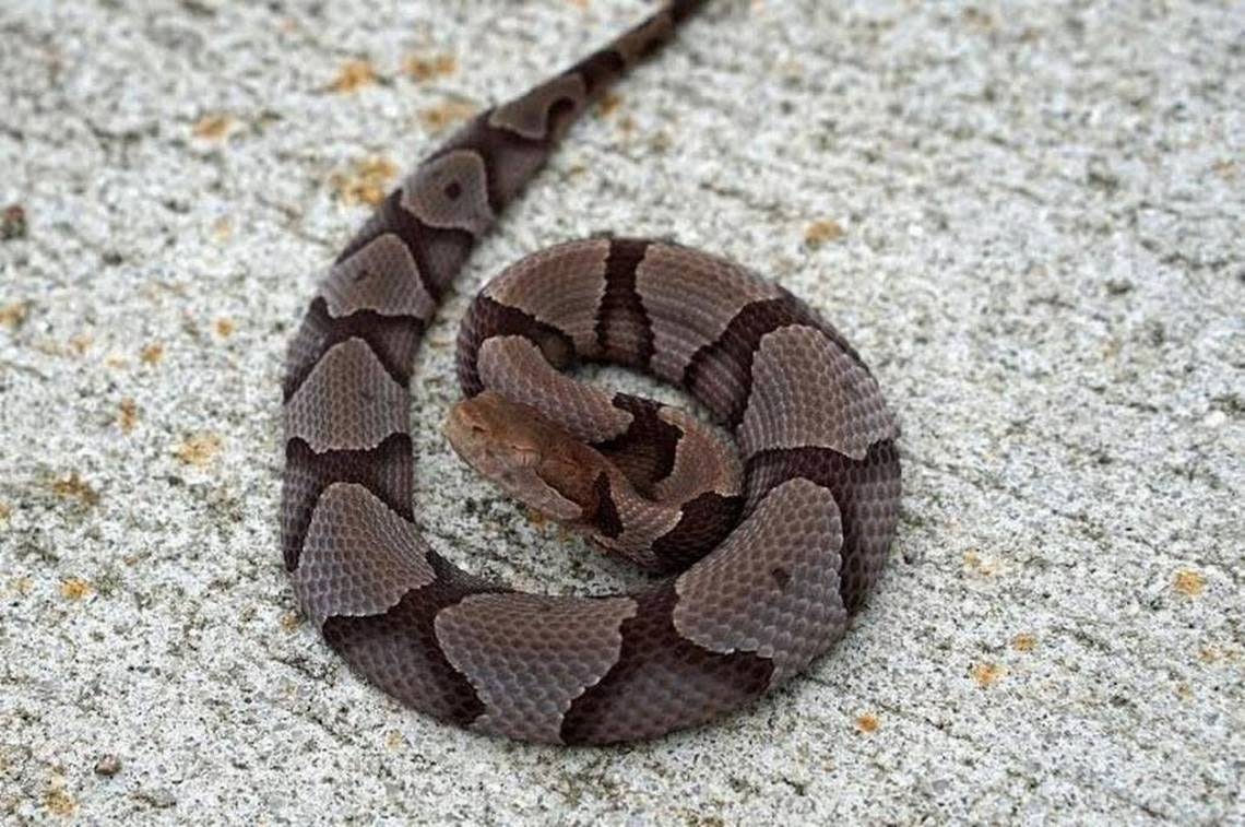 Copperheads bites are the most common venomous snake bite in the Carolinas.