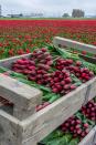 <p><strong>Where: </strong>Skagit Valley, Washington</p><p><strong>Why We Love It: </strong>You don't need to fly all the way to Holland to see some of the world's prettiest tulip fields, which are located just 60 miles north of Seattle.</p>