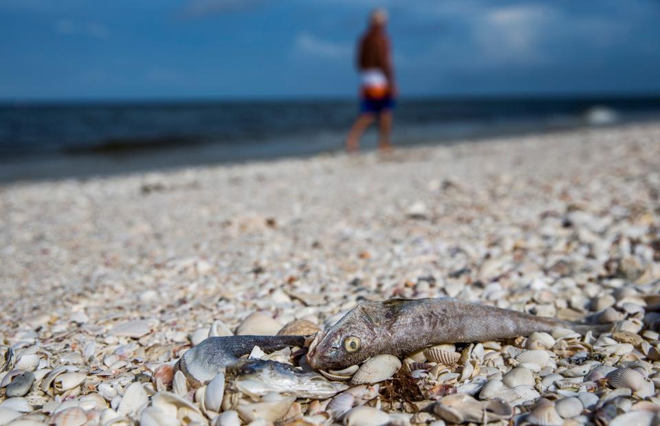 Dead fish wash up along Bonita Beach in August 2018, part of a red tide bloom that had remained along the Southwest Florida coast since October 2017. A Saharan dust plume that covered Florida in June could possibly trigger more red tide in Southwest Florida waters this year.