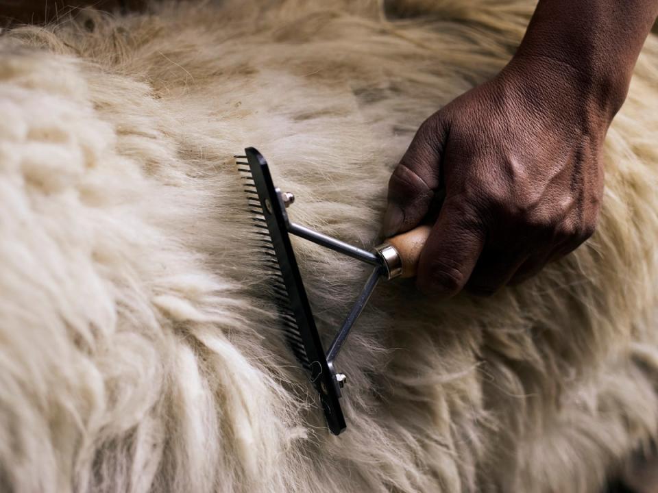 Each spring the goats endure a delicate combing process, which harvests wool from below the chin and underbelly (Paddy Dowling)