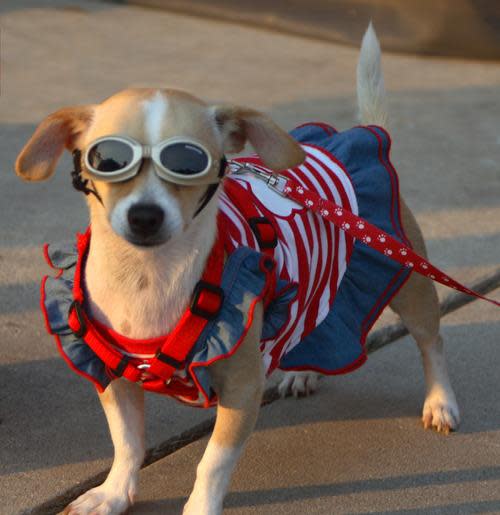 fourth of july dog