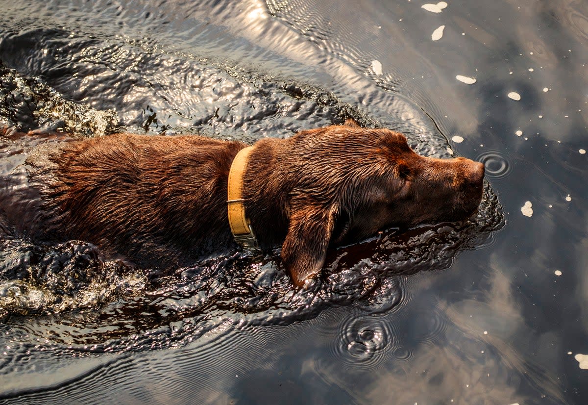 A dog cools down with a swim in the River Wharfe near Ilkley in West Yorkshire (Danny Lawson/PA) (PA Archive)