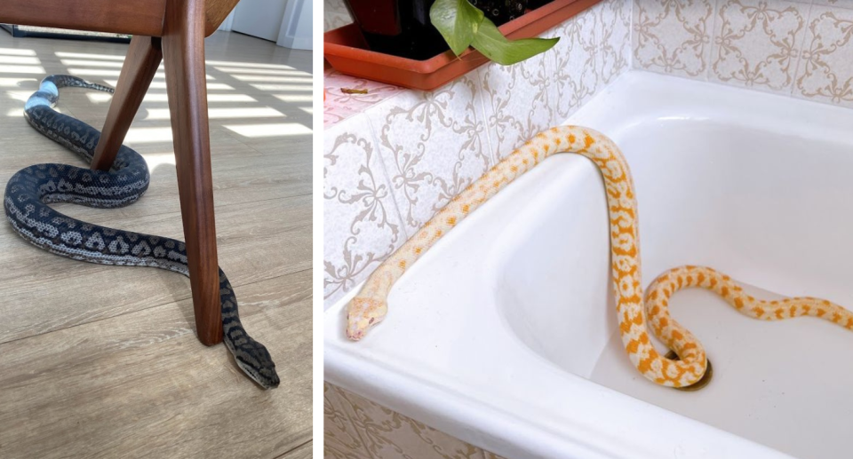 Bagel the python on the floor (left) and Mango the python in a bathtub (right)