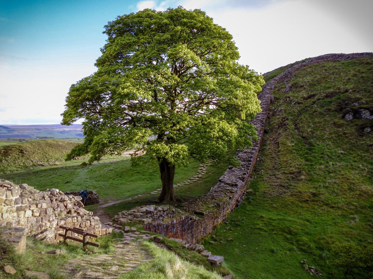 Sycamore Gap at Hadrians Wall