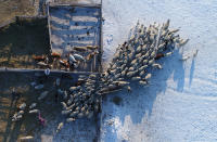 <p>An aerial view shows cattle at the nomad camp of farmer Tanzurun Darisyu in the Kara-Charyaa area south of Kyzyl town, the administrative center of the Republic of Tuva (Tyva region) — with temperatures at about minus 27 degrees Celsius (minus 16.6 degrees Fahrenheit) — in southern Siberia, Russia, on Feb. 14, 2018. (Photo: Ilya Naymushin/Reuters) </p>