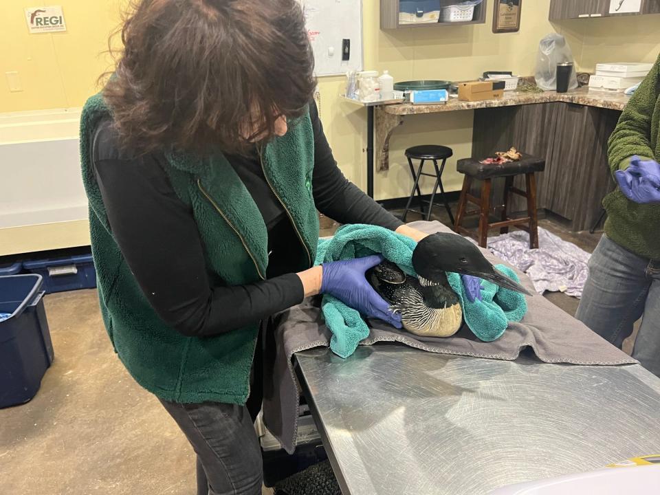 Loons are rescued by Raptor Education Group, Inc. in Antigo, after falling from the sky due to icy conditions.