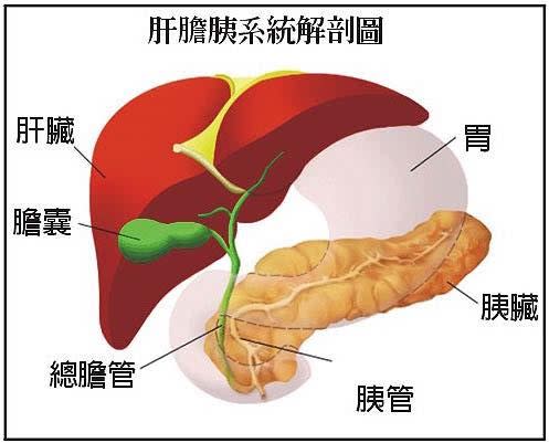 醫師錢政弘在其臉書提到，胰臟癌很難防，並說明肝膽胰系統解剖圖。（取自錢政弘的臉書）