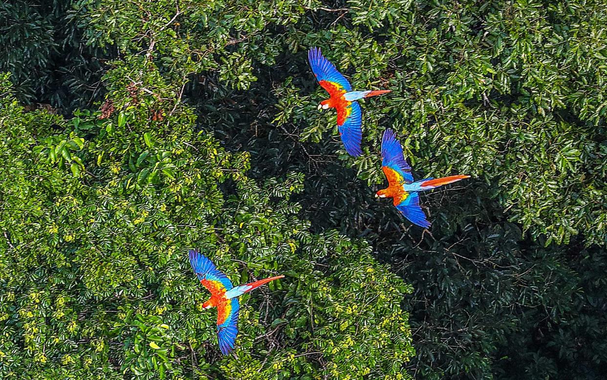 For a bird's eye view of the canopy, climb high up in the trees - iStock