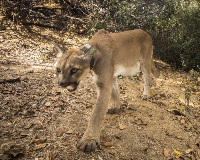 This Saturday, July 24, photo provided by Cougar Conservancy shows a female cougar nicknamed Monrovia in the Sierra Madre mountains in Monrovia, Calif. Monrovia had been treated and released back into the wild in October 2020 after being burned in the Bobcat Fire wildfire. Monrovia has been found dead, the state Department of Fish and Wildlife said Friday, Oct. 8, 2021. Data from a tracking collar indicated the mountain lion died around Aug. 15, in the mountains above the city of Monrovia, its namesake, officials said. (Johanna Turner/Cougar Conservancy via AP)