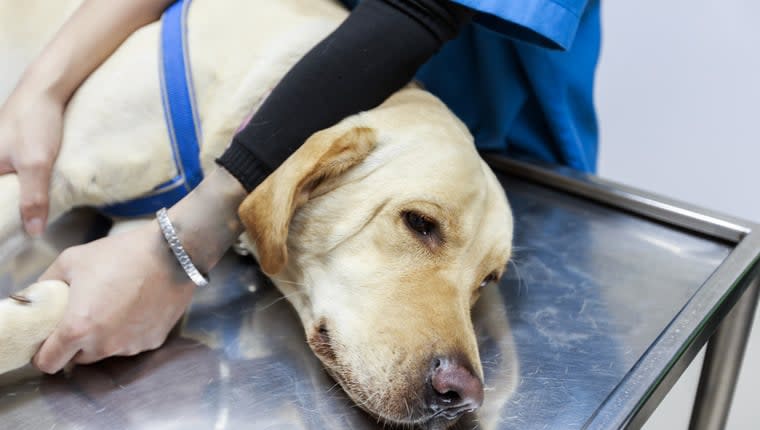 Labrador Saves Life of Vet After Headbutt Reveals Cancer