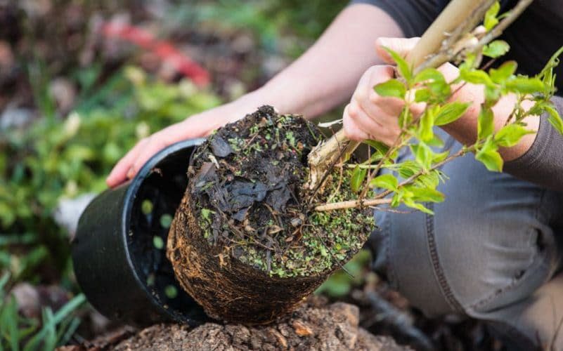 Plantation of an heptacodium in a garden -  Flora Press