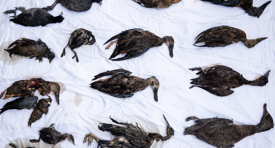 Rows of dead ducks and other waterbirds on a sheet.