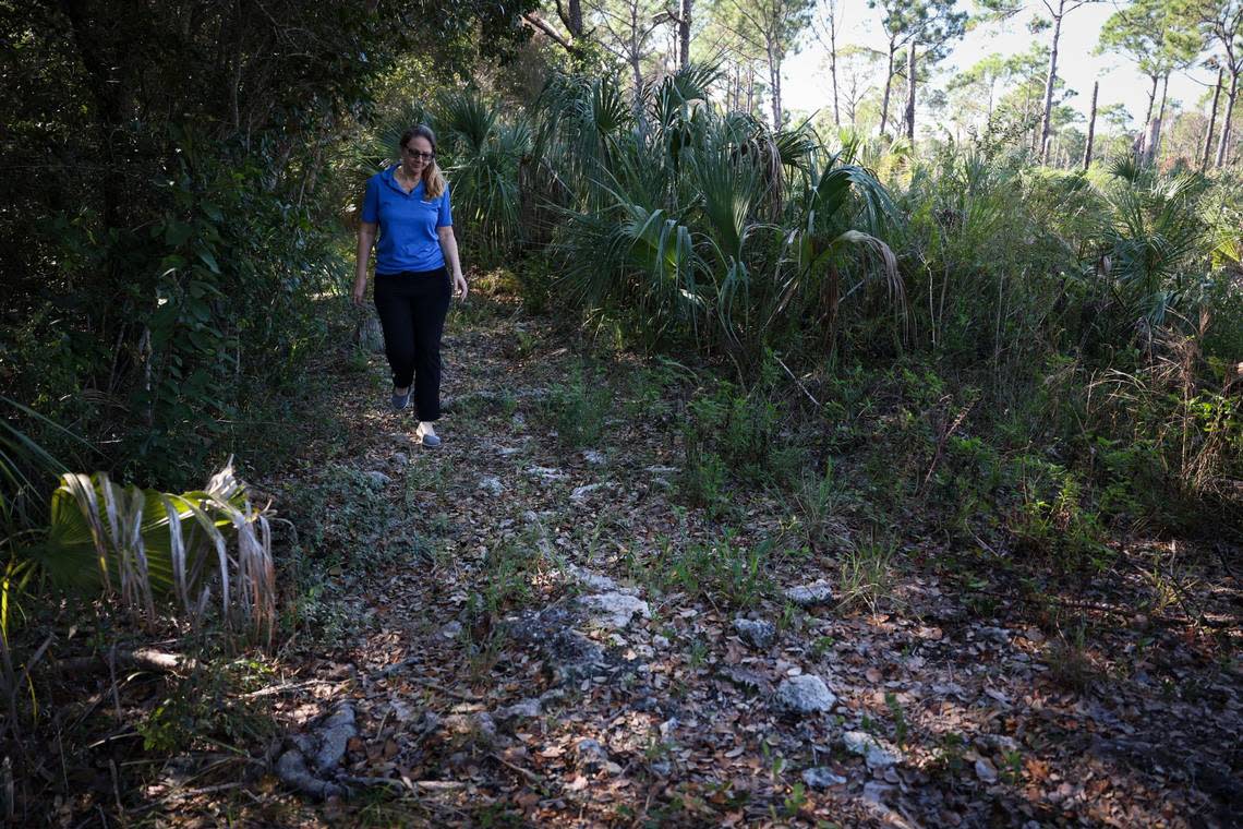 Jennifer Tisthammer, director of the Deering Estate, walks along the Miami Rock Ridge, a buildup of limestone rock that the estate sits on. It is the site of ancient artifacts from the Tequesta, South Florida’s earliest settlers, who were drawn to the high ground in what is now Palmetto Bay.