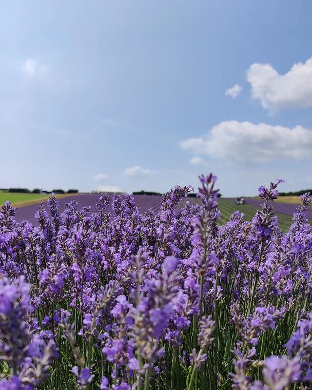<p>Nestled in the South Downs, Lordington Lavender offers over 10 acres of beautiful Mailette lavender — a French Provencal variety famed for its high quality oil. The field was first established in 2002 by local farmer Andrew Elms, and now provides a haven for wildlife, including skylarks and barn owls. You can visit the field in 2023 during Monday July 10th —Sunday July 16th. </p><p><a class="link " href="https://lordingtonlavender.co.uk/" rel="nofollow noopener" target="_blank" data-ylk="slk:MORE INFO;elm:context_link;itc:0">MORE INFO </a></p><p><a href="https://www.instagram.com/p/Cp0Y-OvIDBM/" rel="nofollow noopener" target="_blank" data-ylk="slk:See the original post on Instagram;elm:context_link;itc:0" class="link ">See the original post on Instagram</a></p>