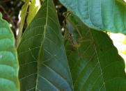 Saltamontes: Si usted no logra ver los dos saltamontes en la foto, no se desaliente. Sus cuerpos tan similares a las hojas también los ayudan a evadir innumerables aves, serpientes y otros depredadores alrededor del mundo. Por lo general, los saltamontes no se ven, pero se les reconoce por el peculiar sonido que emiten al frotar sus patas. Pero a diferencia de sus parientes, los grillos, los saltamontes producen una melodía unitaria, con la intervención de machos y hembras. Algunos se alimentan de insectos pequeños, pero su comida - follaje favorita viene de su apariencia. Igual que a las orugas, su preferencia por las hojas les ocasiona problemas con los granjeros, otro grupo de depredadores que pasa trabajo para ver a través de su camuflaje. (Texto:Russell McLendon, Mother Nature Network/Foto: yeomans/Flickr)