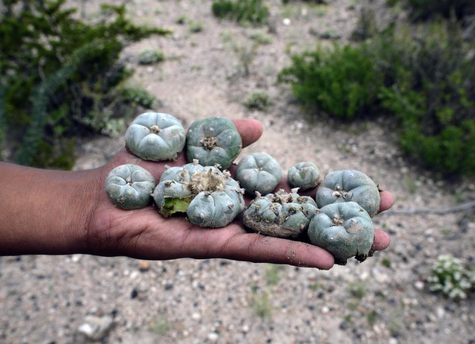 Peyotes en el desierto cercano a la ciudad de Real de 14, en el estado San Luis Potosí, el 17 de julio pasado