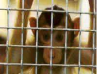 Macaque caged in the Washington National Primate Research Center in Seattle.