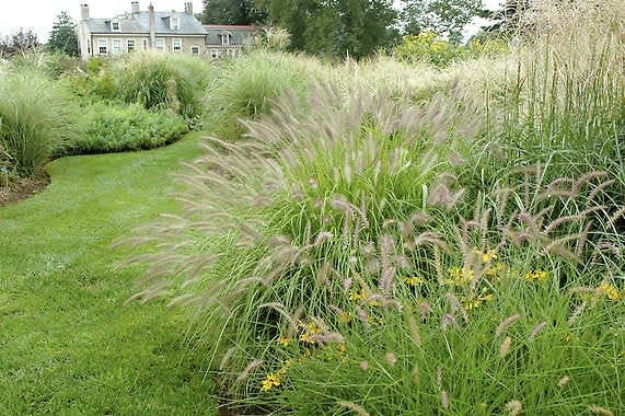 Ornamental grasses stay attractive and robust all through summer, keeping fresh growth going when many flowers and shrubs are sulking in the heat. SHNS photo courtesy Joe Lamp’l