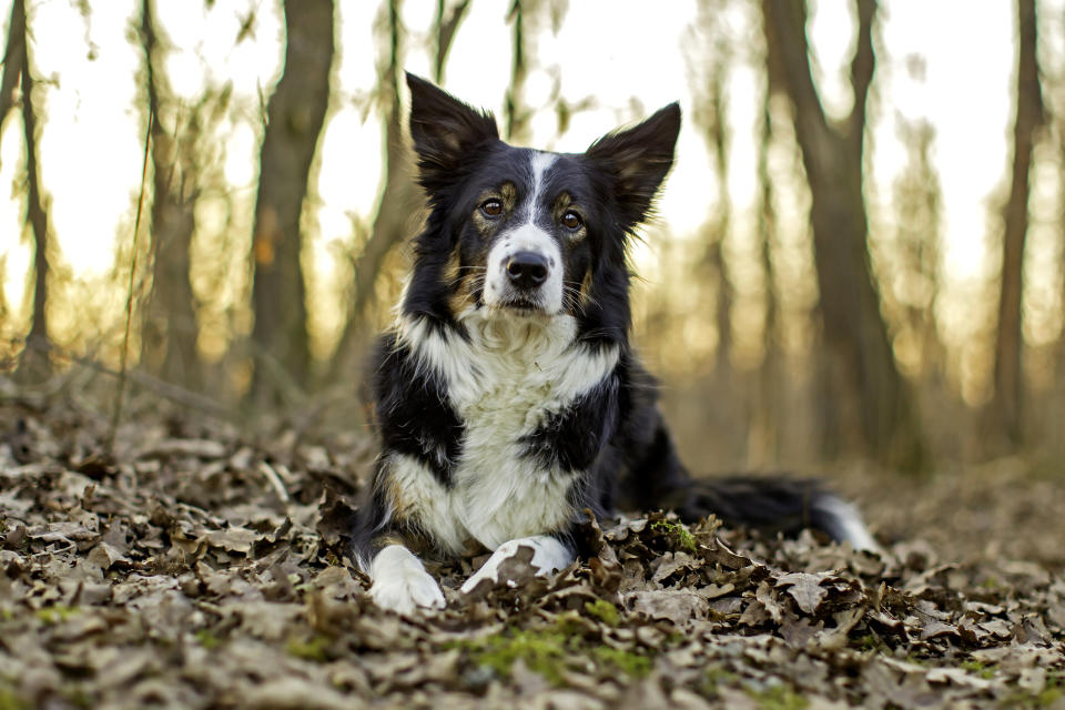 Laut einer Studie sind sich Hunde ihres Körpers und seiner Handlungen bewusst. (Symbolbild: Getty Images)