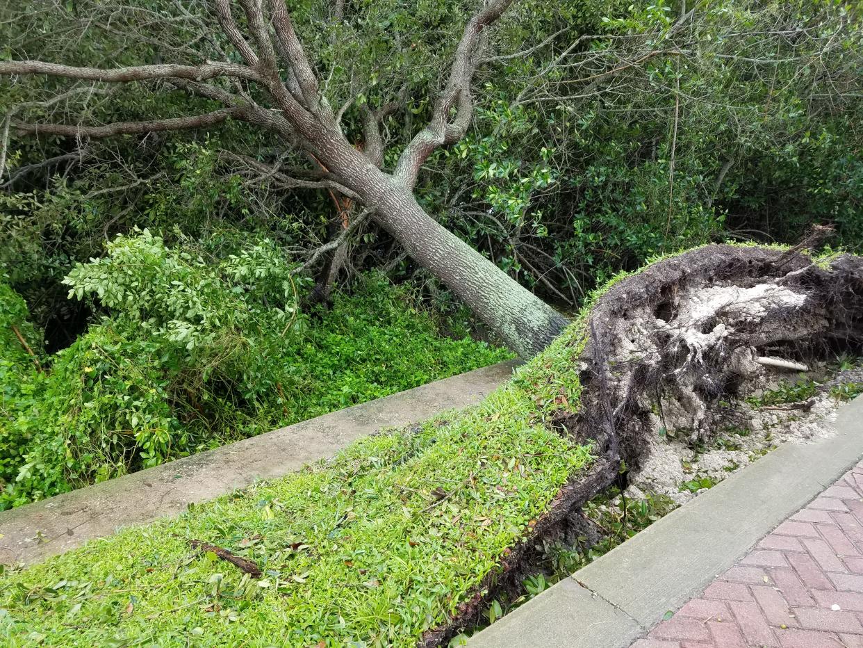 A tree that's too close to sidewalks, driveways or streets is prone to blowing over during a storm.