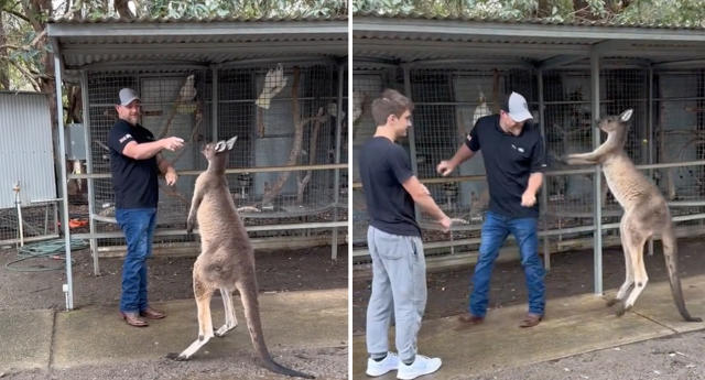 Albino kangaroo hugs a laughing American woman at a Perth wildlife park