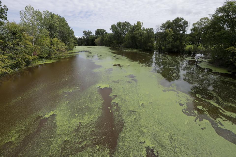 A blue-green algae bloom on the East River looking north from the East River Bridge Wednesday at Joannes Park in Green Bay.