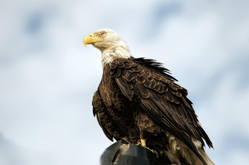 Aigle royal (Getty Images)