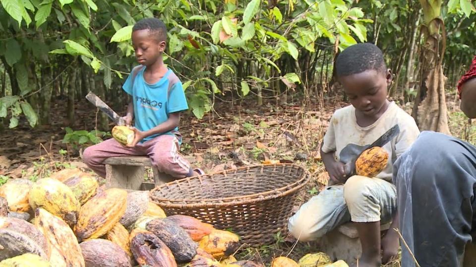 Children harvest cocoa using machetes. / Credit: CBS News.