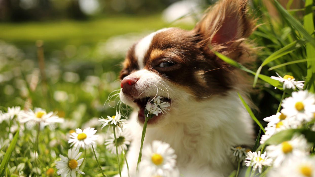  Chihuahua opening mouth to eat a daisy 