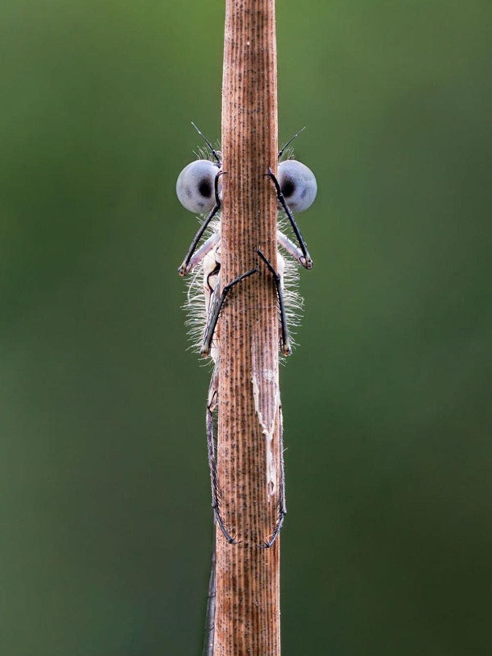 Fotografía, Animales, Competencia