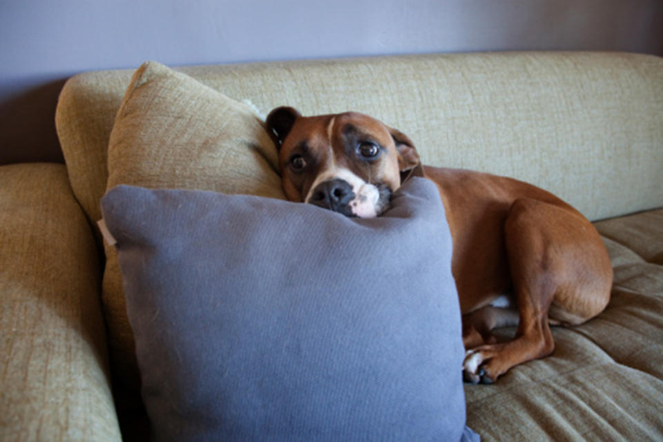 20 to 30 per cent of Australian pets suffer from anxiety 