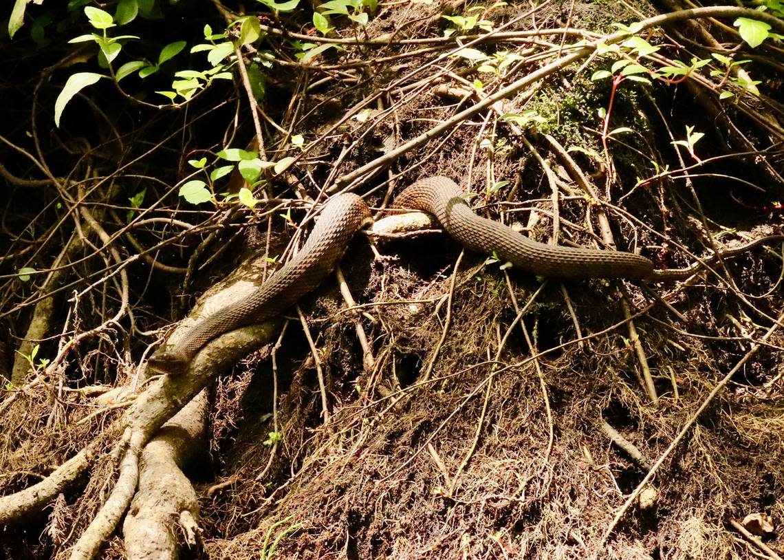 The roots have eyes: A water snake basks beside the Salkehatchie River in a patch of sunlight. This non-poisonous variety is commonly seen in the swamps, along with poisonous water moccasins and the ever-present alligator.