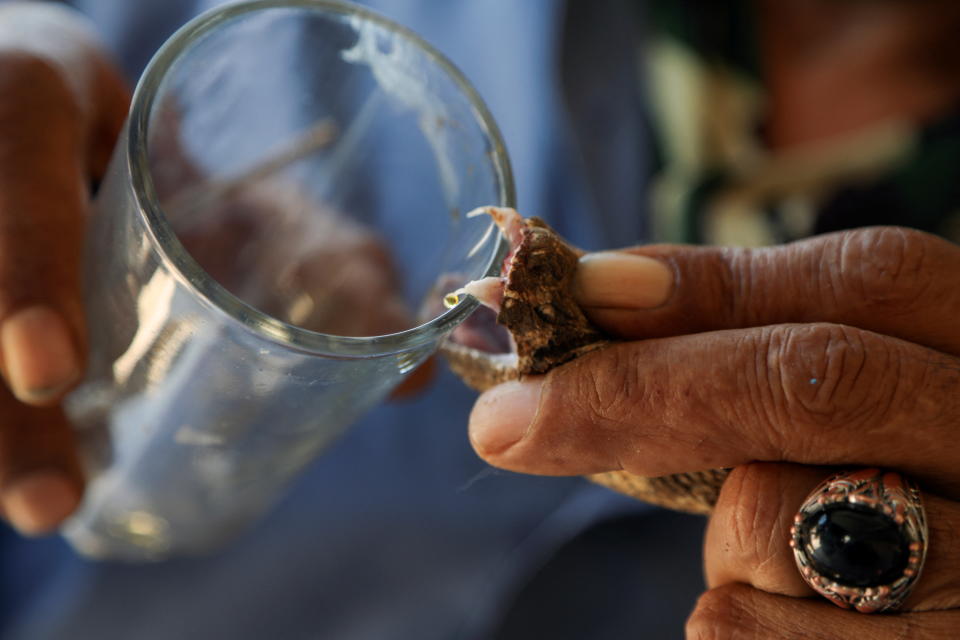 El cazador de serpientes extrae veneno de los colmillos de uno de estos reptiles. (Foto: Alaa Al Sukhni / Reuters).