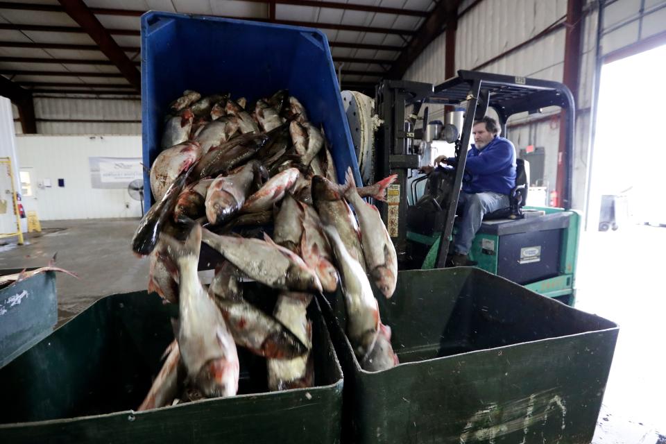 Asian carp are unloaded Feb. 11, 2020, at Two Rivers Fisheries in Wickliffe, Kentucky. The state of Illinois has unveiled a market-tested rebranding campaign to make the fish appealing to consumers.