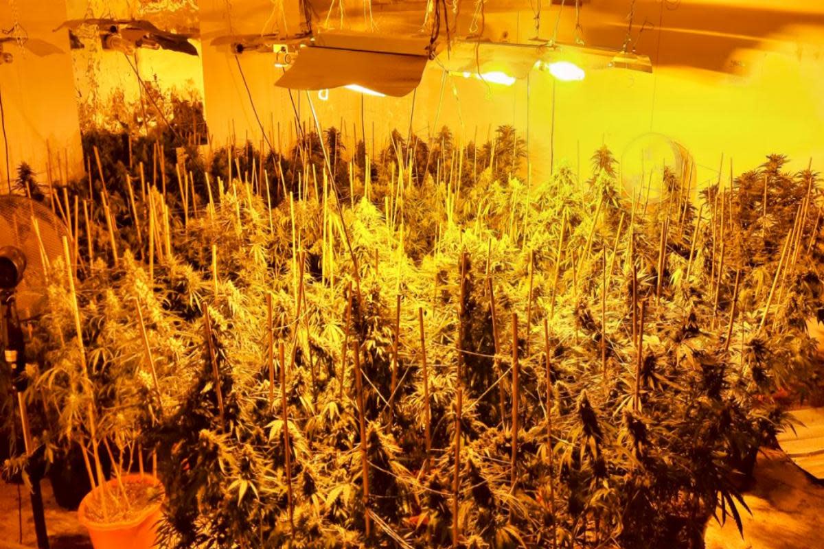 Cannabis plants in Newport. <i>(Image: Hampshire and Isle of Wight Constabulary.)</i>