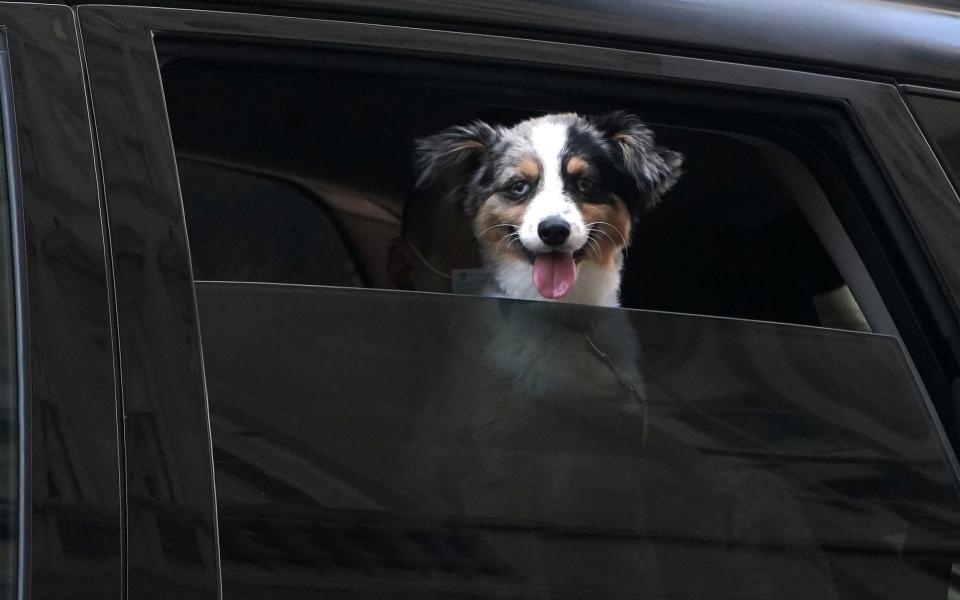 A dog pants as he puts his face out of a car window - CARLO ALLEGRI