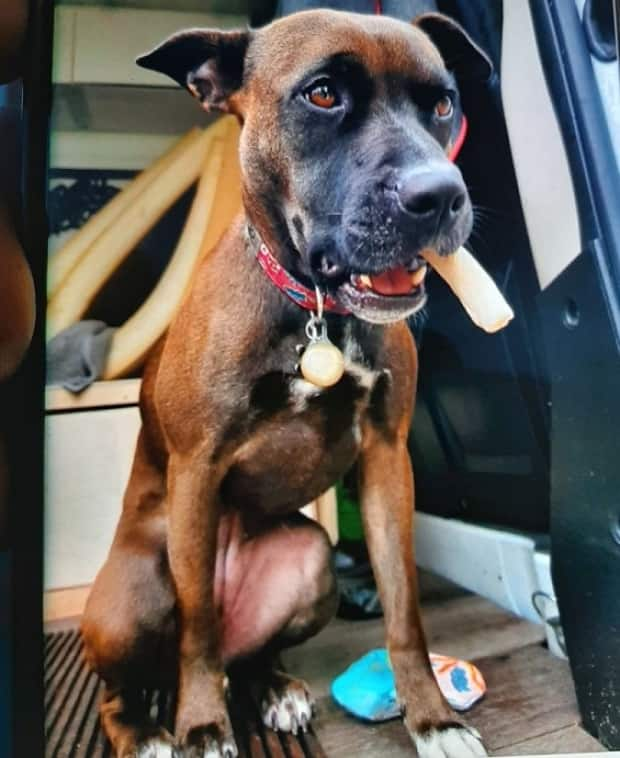 Camper is a female pit bulll mix weighing around 18 kilograms missing from downtown Victoria. Her pink collar has a phone number on it which anyone who finds her can call.  (Victoria Police Department - image credit)