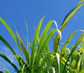 Biofuel crops (photo: Texas A&M University biofuels research alliance)