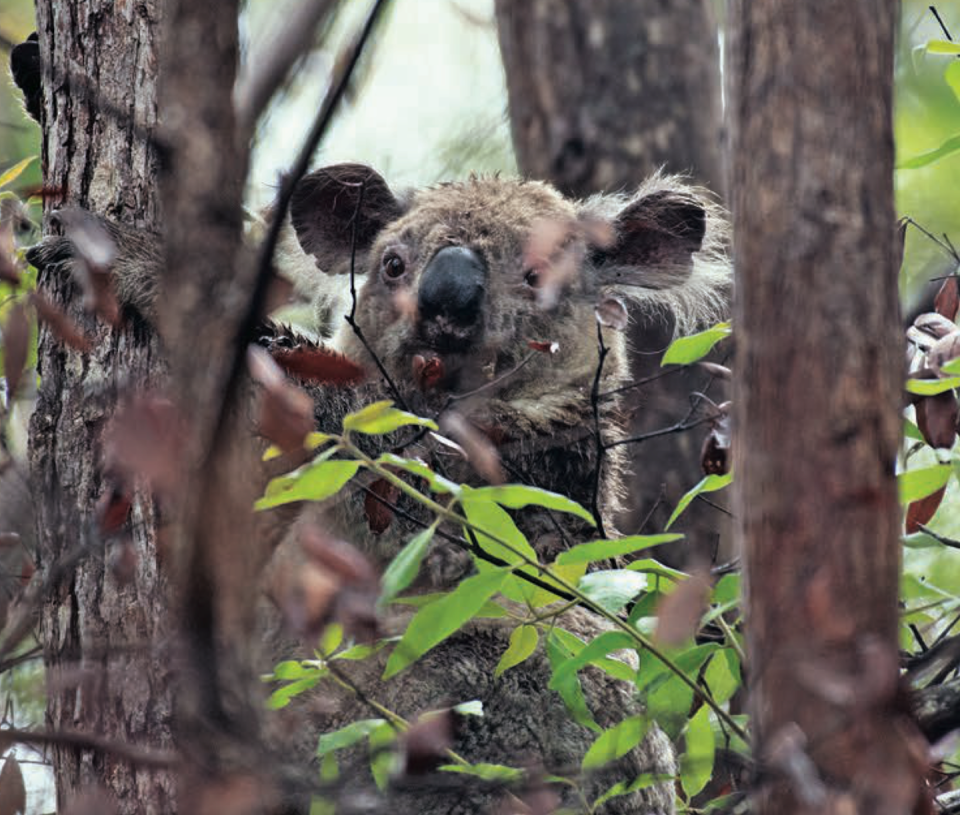 The megafires of the Black Summer hit tree-dwelling koalas hard. John, <a href="http://creativecommons.org/licenses/by-nd/4.0/" rel="nofollow noopener" target="_blank" data-ylk="slk:CC BY-ND;elm:context_link;itc:0;sec:content-canvas" class="link ">CC BY-ND</a>