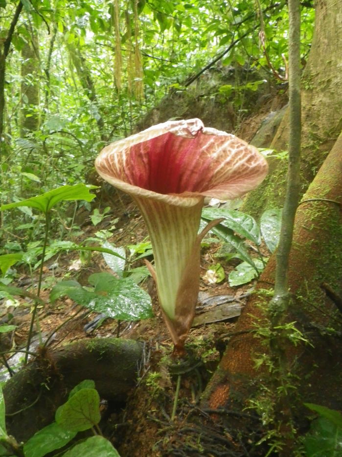 Pseudohydrosme ebo, a 'voodoo lily' from Cameroon's Ebo Forest ( Xander van der Burgt/PA)