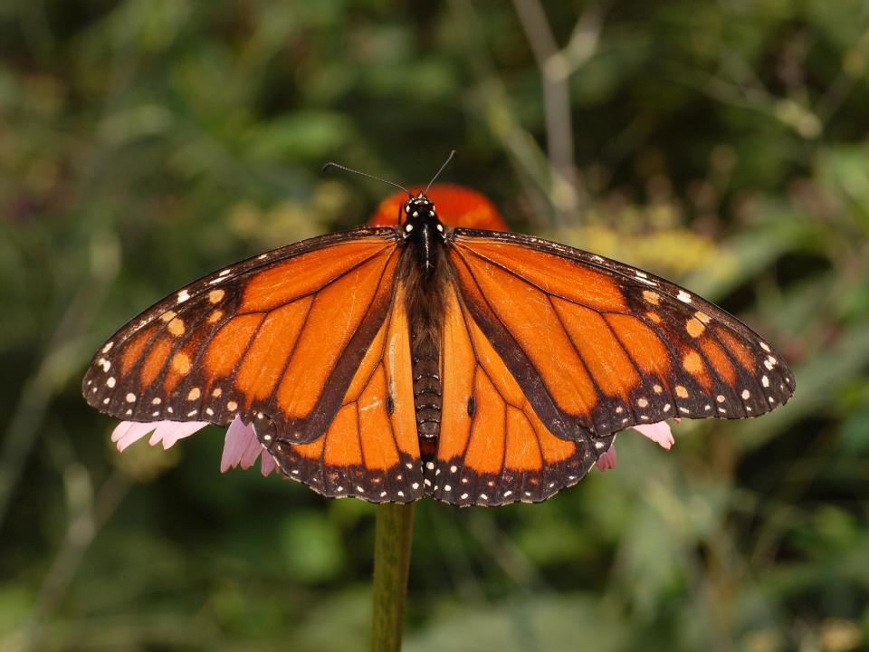 The monarch butterfly is one of the most distinctive and colorful insects that occurs in West Texas.