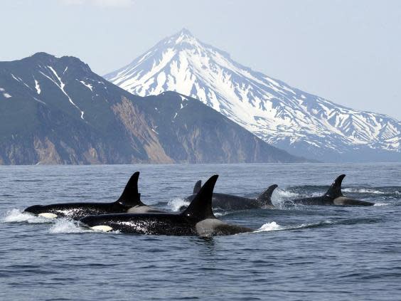 Killer whales can live to be as old as 80, develop tight family bonds and friendships that last decades (Getty)